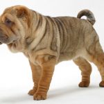 wrinkled dog breeds