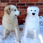 snowdogs