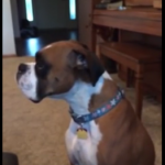 Unhappy Dog Talks About New Couch Rule