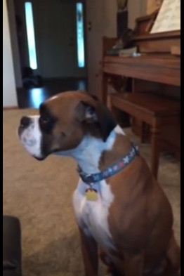 Unhappy Dog Talks About New Couch Rule