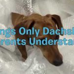 dachshunds