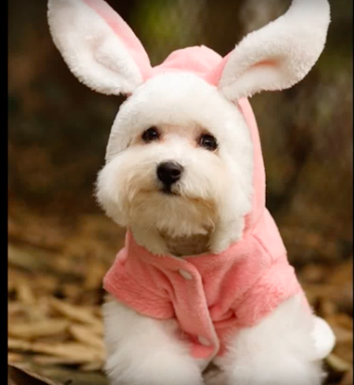 The Cutest Dogs Who Think They Are The Easter Bunny Dog Fancast