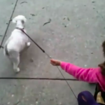Babies Who Stroll With Dogs