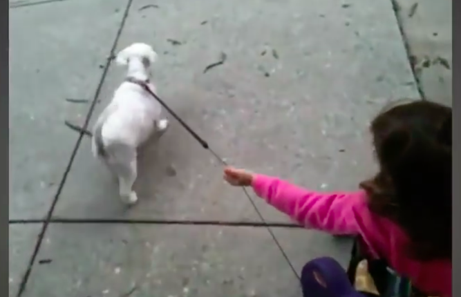 Babies Who Stroll With Dogs