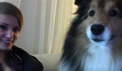 shetland sheepdog