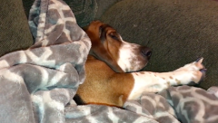 sleepy dog