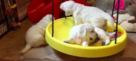 puppy swing