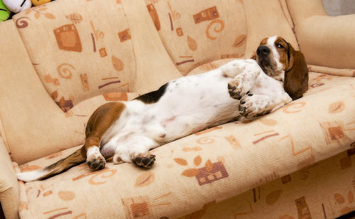 couch potato