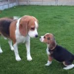 Beagle Meets Adorable Little Puppy – So Sweet
