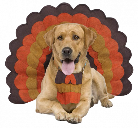 These 5 Dogs Dressed As Turkeys Wish You A Happy Thanksgiving - Dog Fancast