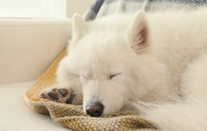 relaxing sounds for dogs