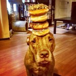 Scout can handle anything being stacked on his head - well worth a click to see all photos of Scout balancing a pineapple to a hot dog, to a