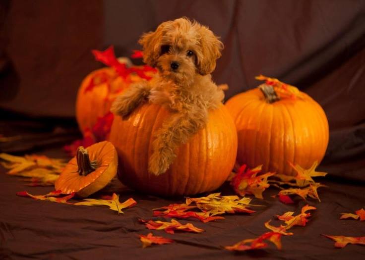 What? Were you expecting to find pumpkin seeds instead?! :P