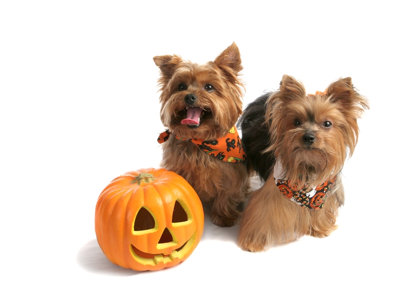 It’s Halloween Costume Time for Your Pup!