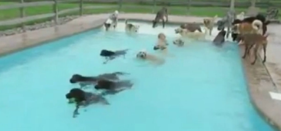 It’s no longer about the Doggy Park, it’s all about the Doggy Pool Party!  Would your pup be keen on this?