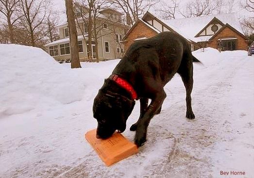 No matter what this dog will always deliver the newspaper to his neighbours! Now that is #workethic