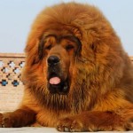 Don't miss these 11 dog breeds you've probably never heard of: http://thebarkpost.com/rare-dog-breeds/ ... Can anyone identify the breed