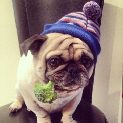 Meet Bugsy…Celebrity, Business Owner, and Philanthropist Pug