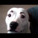 A dog video compilation - It's a good watch