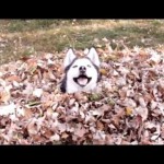 Speaking of fall leaves, here's a compilation of the CUTEST, FUNNIEST videos of pups playing in the leaves ... Guaranteed to make you smile,