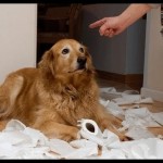 The ULTIMATE funny, guilty dog compilation for 2013 ... You will laugh until you cry.