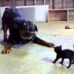 This little kitten has a lot of gumption to stand up to a full grown Rottweiler!!!!