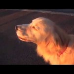 Golden Retriever does a great job at imitating a siren #cute