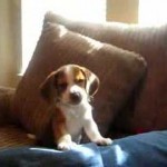 A little Beagle pup learning how to howl for the first time - very cute!