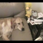 This Golden Retriever knows he has the best seat in the house...until