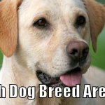Take the below short quiz and tell us which breed of dog you are :)