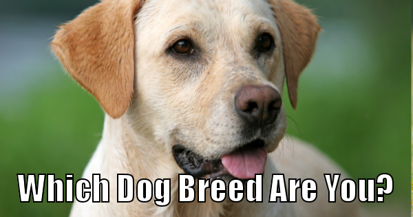 Take the below short quiz and tell us which breed of dog you are :)