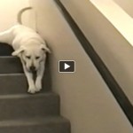 Any Lab fans out there, dog lovers?!! You've GOT to watch this video ...! Labs ARE awesome!!!!