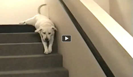 Any Lab fans out there, dog lovers?!! You’ve GOT to watch this video …! Labs ARE awesome!!!!