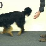 If you watch one video we post, watch this one of two Siberian Huskies playing with a cat door ... Spoiler Alert: It ends with a Husky KISS!