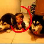 Two full-grown Alaskan malamutes crawl like babies to catch up with an actual crawling baby .... So glad such cuteness exists in the