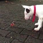 Speaking of terriers! Definitely give yourself a little Friday treat and watch this Bull Terrier puppy try to figure out what this dancing