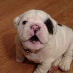 This fierce little bulldog puppy is just too sweet!! Love his wrinkled little legs.