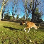 A Boxer Puppy with now only two legs - meet Duncan Lou Who and watch this video link to see how he happily gets about on his two front legs