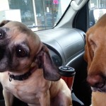 Someone has been to McDonalds to treat their dogs!!! See what happens - who do you think eats the ice cream? :)