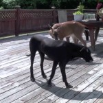 A dog and a deer become best friends
It isn't a short video but it is an 'endearing'  one