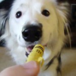 Check out Paige the Border Collie and her tricks!