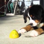 A video of a puppy playing - it's an overdose of cuteness :)