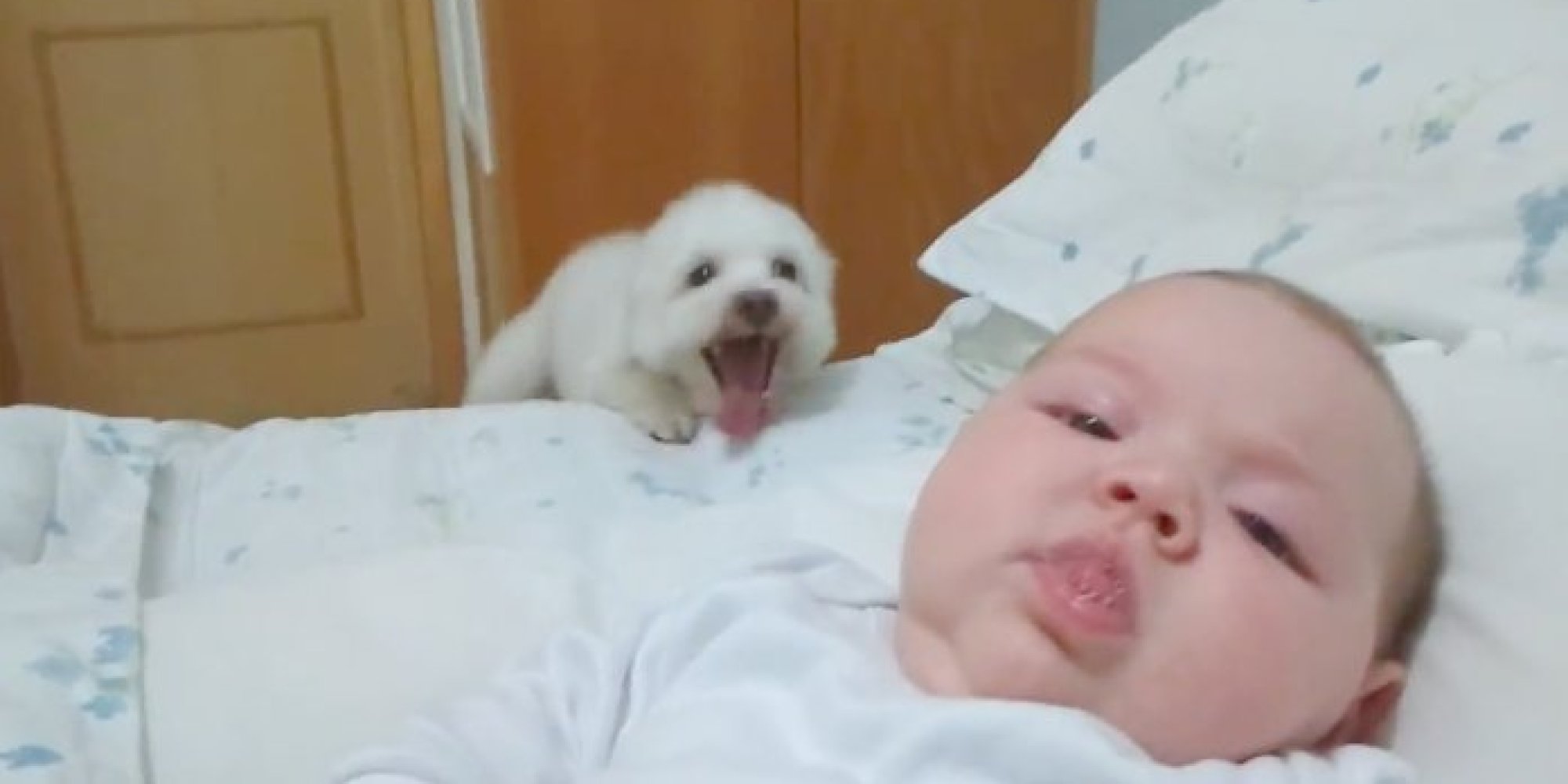 Watch the below video to see one excited and persistent puppy!