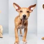 The 2014 Puppy Bowl Lineup will leave you very confused on which Puppy should win - Click on the link to see the pups in the running :) Be