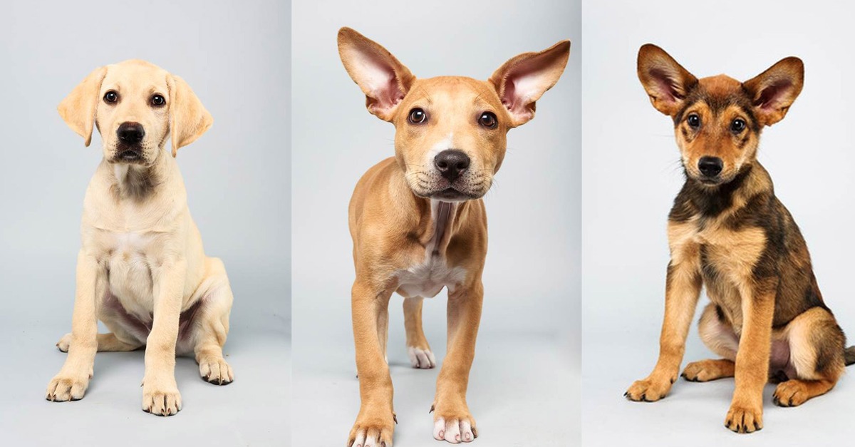 The 2014 Puppy Bowl Lineup will leave you very confused on which Puppy should win – Click on the link to see the pups in the running :) Be