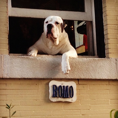 Meet Romo, the dog famous for just hangin’ out of his DC window and now he is heading to the suburbs….I wonder if his reign of popularity