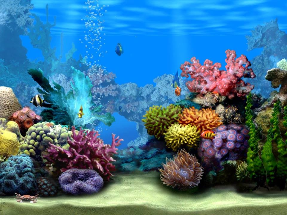 *Click* the link below to see some of nature’s best and most exhilarating wild aqua encounters!