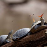 10 great places to see rain forests, including one in the continental U.S.!