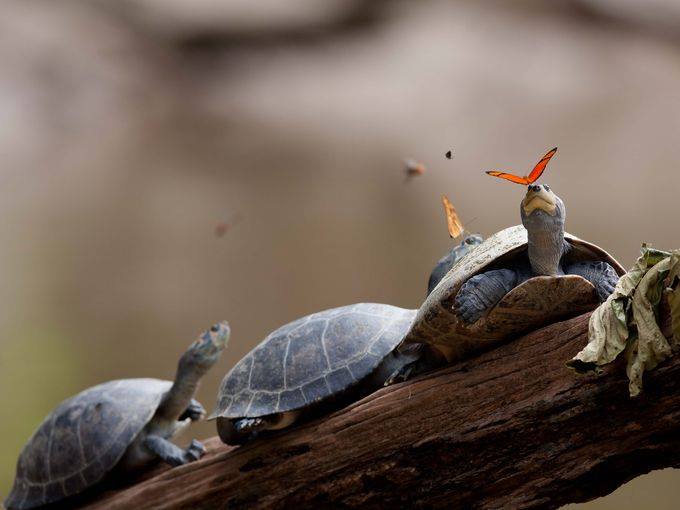 10 great places to see rain forests, including one in the continental U.S.!