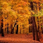 11 best places to see fall colors!!!